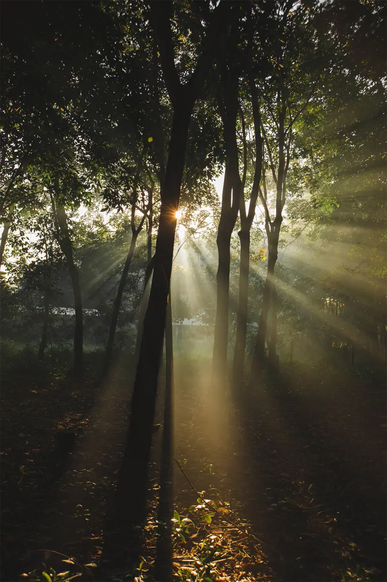 Sonnenstrahlen im Wald für den Aktiviere Deine Kraft Workshop