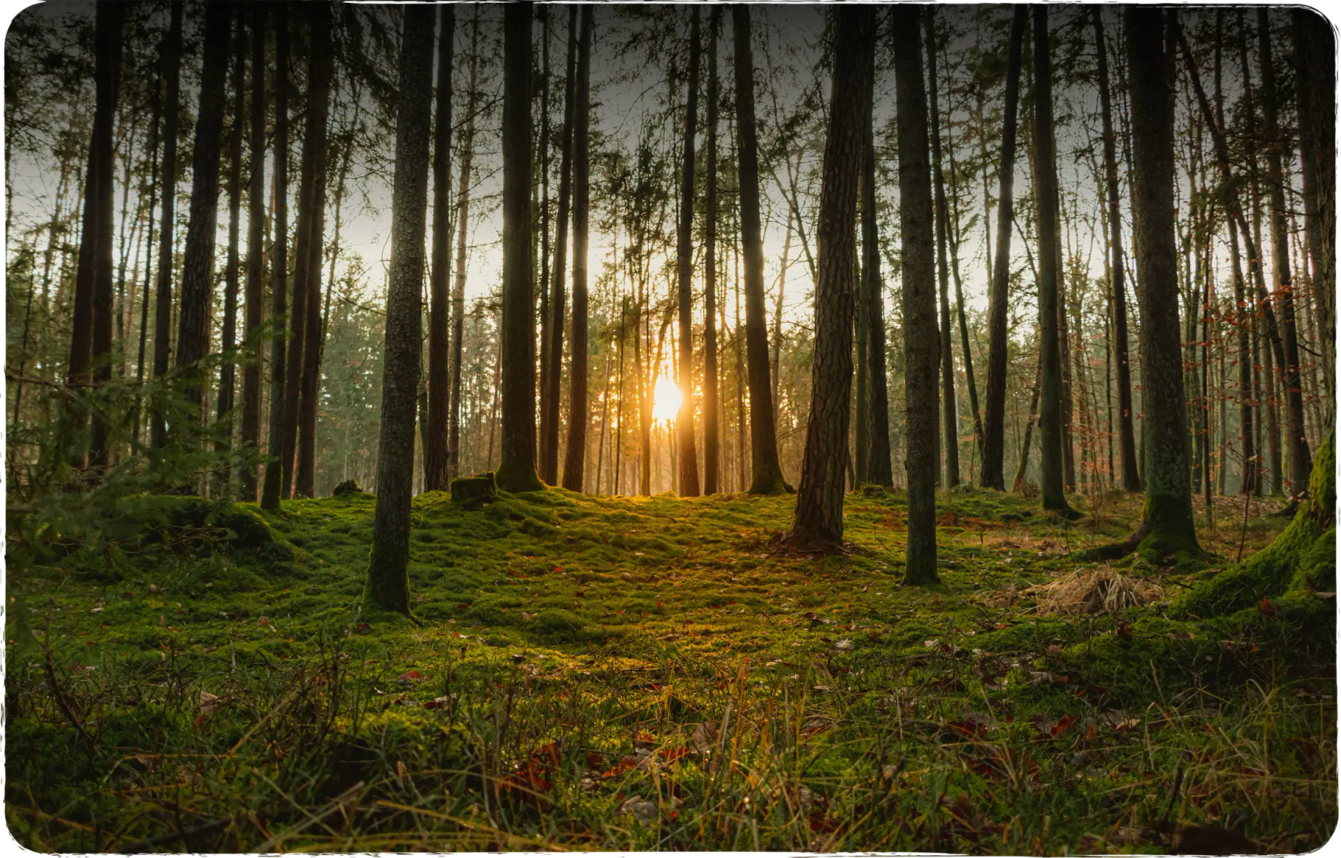 Sonnenaufgang im Wald für LÖWIN Energetik und ganzheitliches Wohlbefinden