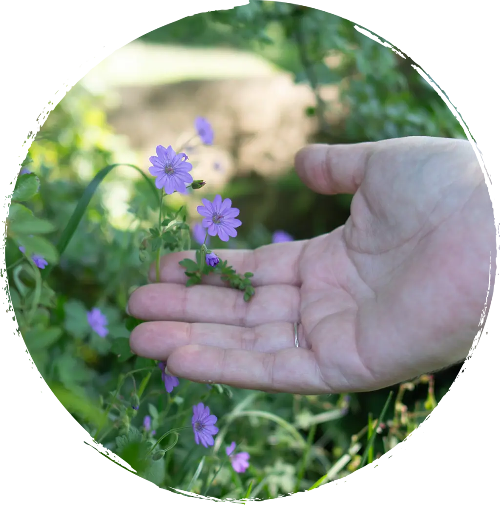 Hand berührt violette Blüten in der Natur für Heilströmen