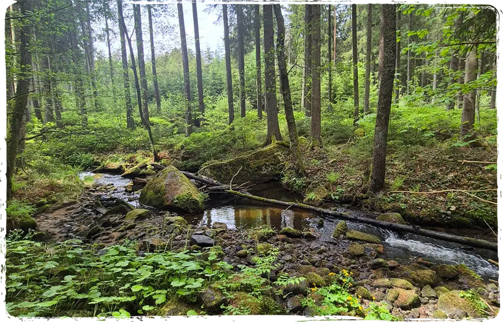 Waldlandschaft im Wienerwald für den Workshop Pfad der Stille und Krafttanken