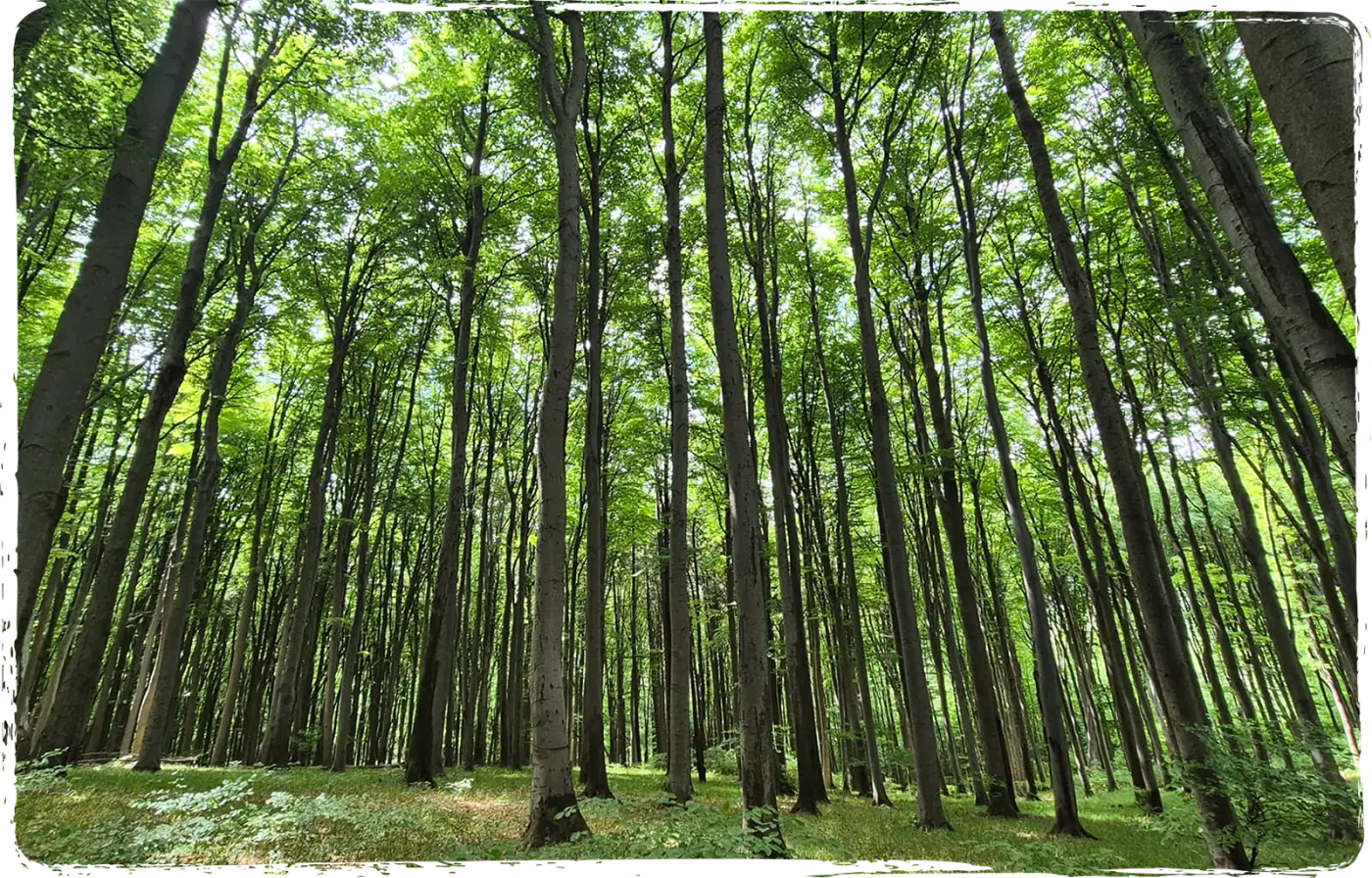 Waldweg im Wienerwald für den Wald-Flüstern Workshop für Achtsamkeit