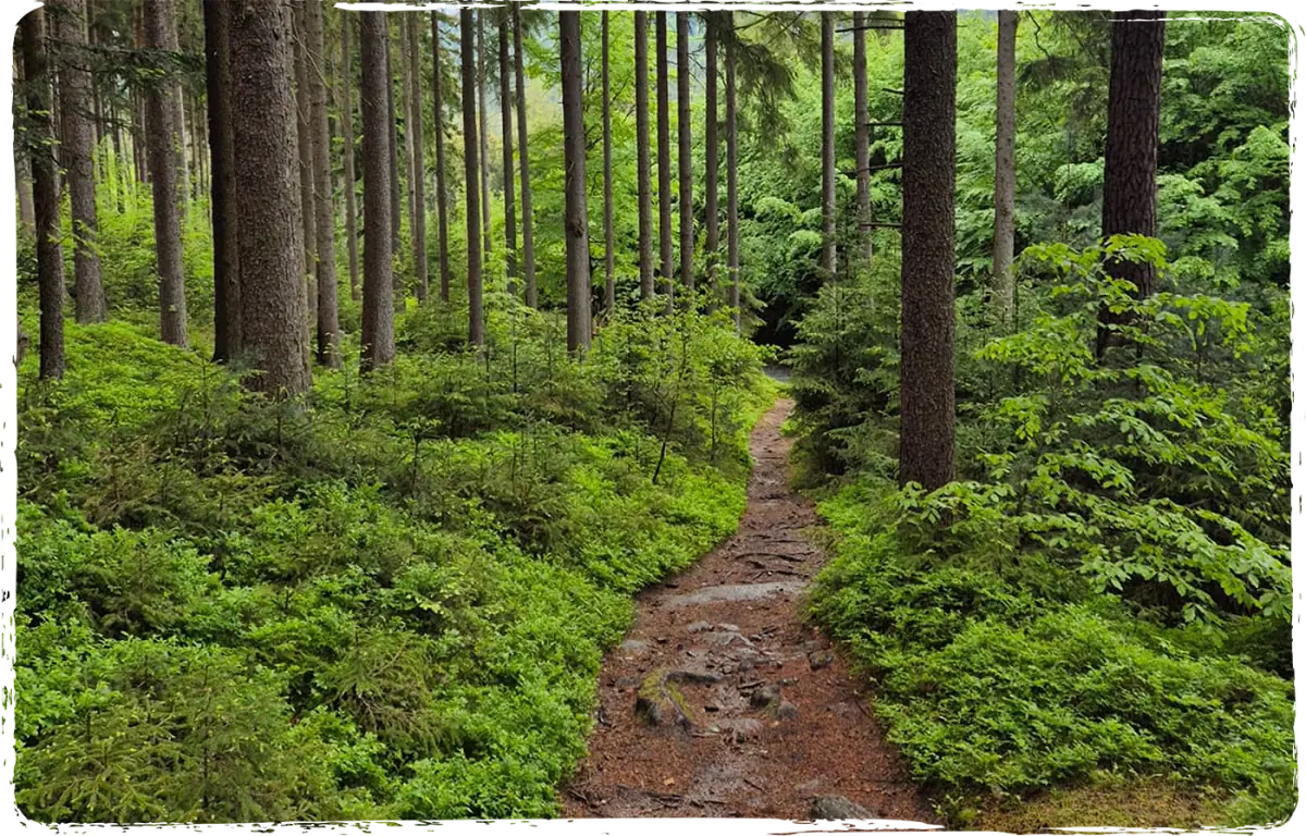 Grüne Wienerwald-Natur für den Achtsamkeitsworkshop Haltestelle Natur